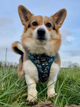 Rainbows In The Forest Dog Harness Sea Green, 8 of 12