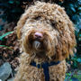 Personalised Cork Dog Harness, thumbnail 2 of 6