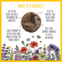 Natural Wildflower Seedball Tin Collection Set, thumbnail 3 of 11