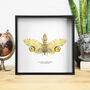 Peanut Head Moth Insect Bug Butterfly Entomology Taxidermy Box Frame, thumbnail 1 of 3