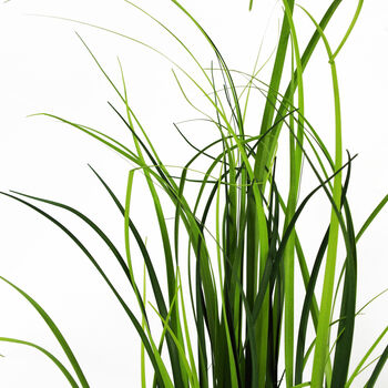 Artificial Grass Plant With White Ceramic Planter, 4 of 5