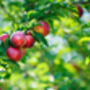 Nectarine Tree 'Humboldt', thumbnail 11 of 11