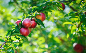 Nectarine Tree 'Humboldt', 11 of 11