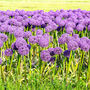 Spring Bulbs Allium 'Gladiator' 36 X Bulb Pack, thumbnail 4 of 5