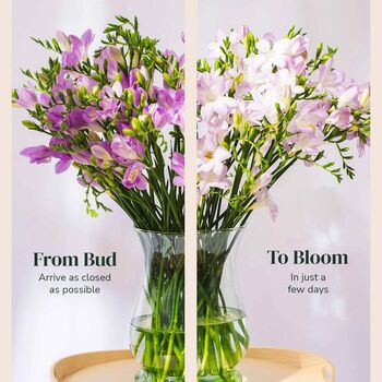 Lilac Guernsey Long Stem Freesia Flowers, 3 of 3