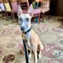 Sighthound Collar And Lead Set, thumbnail 6 of 12