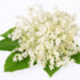 Fruit Plants Elderflower, thumbnail 1 of 12