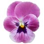 Flowering Plants Viola 'Antique Shades' X 20 Pack, thumbnail 1 of 5