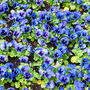 Flowers Pansy 'Blue Blotch' Six X Plant Pack, thumbnail 3 of 5