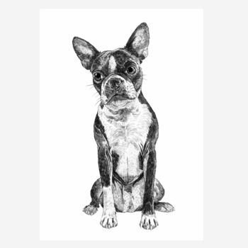 Boston Terrier Dog Portrait Print, 2 of 3