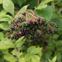 Elderberry Plants, 'Haidegg', thumbnail 2 of 9