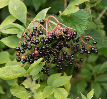Elderberry Plants, 'Haidegg', 2 of 9