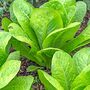 Salad Plants Lettuce 'Cos' 12 X Full Plant Pack, thumbnail 4 of 5