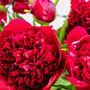 Fresh Handmade Red Peonies Bouquet, thumbnail 3 of 4