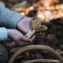 Autumn Foraging Walk For One In The South Downs, thumbnail 1 of 11