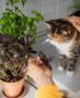 Blissful Kitty Herb Collection, thumbnail 10 of 11