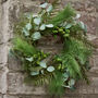 Botanical Beauty Deluxe Evergreen Wreath, thumbnail 3 of 8