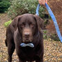 Stanley's Sky Harris Tweed Dog Collar, thumbnail 4 of 5