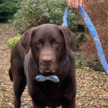 Stanley's Sky Harris Tweed Dog Collar, 4 of 5