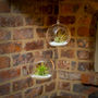 Hanging Glass Terrarium Set Airplants Extras Plant Gift, thumbnail 1 of 5