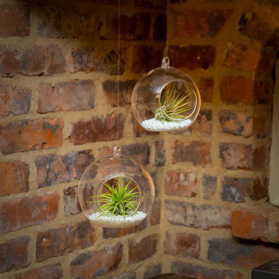 Hanging Glass Terrarium Set Airplants Extras Plant Gift, 1 of 5