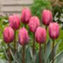 Princess Tulip Bulbs – Pink Spring Flowers, thumbnail 3 of 4