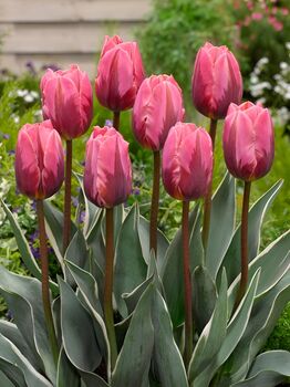 Princess Tulip Bulbs – Pink Spring Flowers, 3 of 4