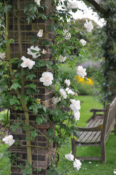 Climbing Rose 'Madame Alfred Carriere' Bare Rooted, 4 of 4