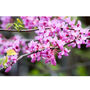 Gardening Gift. Grow Your Own Redbud Bonsai Tree, thumbnail 3 of 4