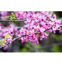 Gardening Gift. Grow Your Own Redbud Bonsai Tree, thumbnail 3 of 5