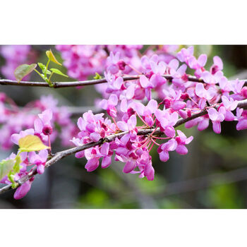 Gardening Gift. Grow Your Own Redbud Bonsai Tree, 3 of 4