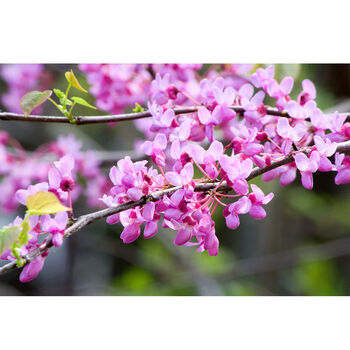 Gardening Gift. Grow Your Own Redbud Bonsai Tree, 3 of 5