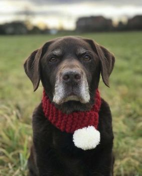 Hand Knitted And Personalised Dog Scarf, 4 of 12