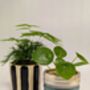 Mini Plant And Pot Subscription Box Houseplant Lover Gift, thumbnail 1 of 4