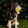 Solar Light Garden Dog Ornament With Tennis Balls LED, thumbnail 6 of 9