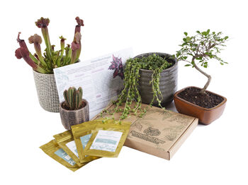 Three Month Tropical Houseplant Seed Subscription Box, 4 of 6