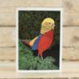 Golden Pheasant Greeting Card, thumbnail 2 of 2