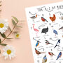 The A To Z Of Birds Print, thumbnail 5 of 6