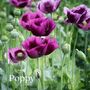 Happy Mothers Day Cottage Garden Seed Kit, thumbnail 9 of 10