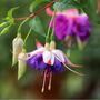 Perennial Fuchsia Delta Sarah One Plant In One L Pot, thumbnail 1 of 5