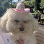 Personalised Pet Cowboy Hat, thumbnail 8 of 8