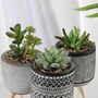 Set Of Three Artificial Succulent Plant In Ceramic Pot, thumbnail 4 of 4