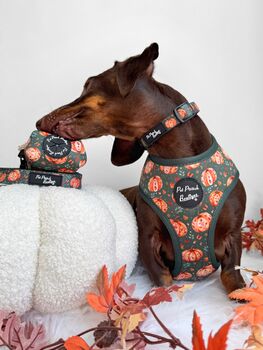 Harvest Pumpkin Patch Dog Harness, 3 of 5