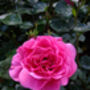50th Birthday Gift Rose Fabulous At 50, thumbnail 1 of 2
