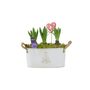 Christmas Hyacinth Trough – Fragrant Festive Display, thumbnail 2 of 6