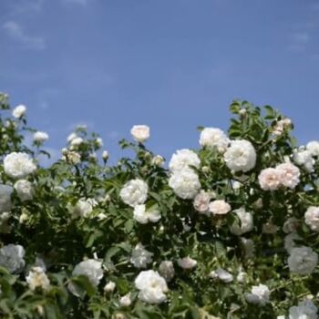 Hybrid Tea Rose Plant 'Silver Anniversary', 2 of 6