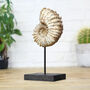 Douvilleceras Ammonite Bespoke Solid Oak Stand Real Authentic Dinosaur Fossil Natural History Interior Design Home Decor Gift Ornament, thumbnail 1 of 4