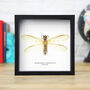 Dobsonfly Insect Bug Entomology Taxidermy Box Frame, thumbnail 1 of 3