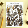 Owls Of Britain Watercolour Postcard, thumbnail 1 of 2