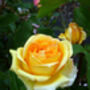 Rose Sophia, Personalised Named Rose Gift, thumbnail 2 of 2